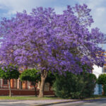 Gael Faye - Jacaranda Jacaranda