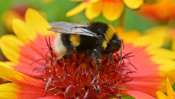 Hummel