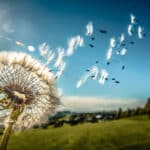 pusteblume