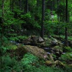 Schwarzwald