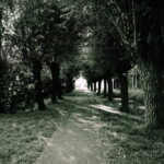 waldweg